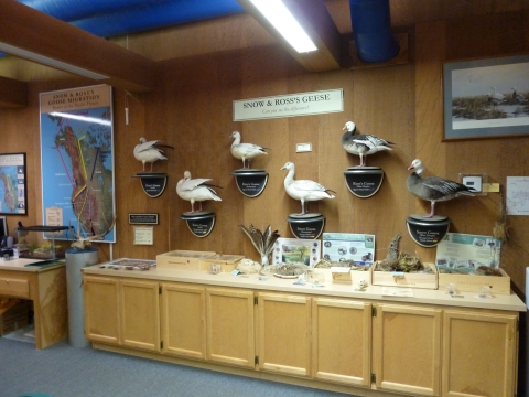 Picture of wildlife educational display in the Discovery Room at the Sacramento NWR Visitor Center