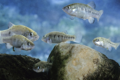 A group of small fish.