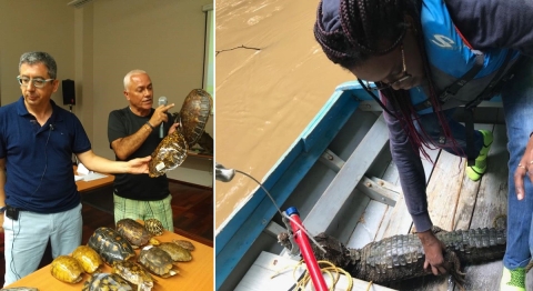 Right: 2 instructors show turtle shells; left: person works with black caiman