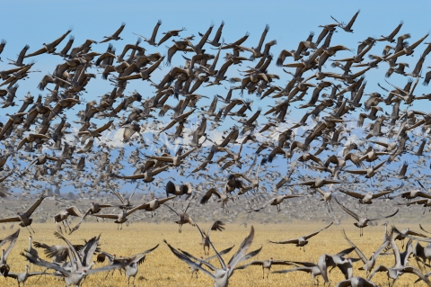 A host of large-winged birds take flight