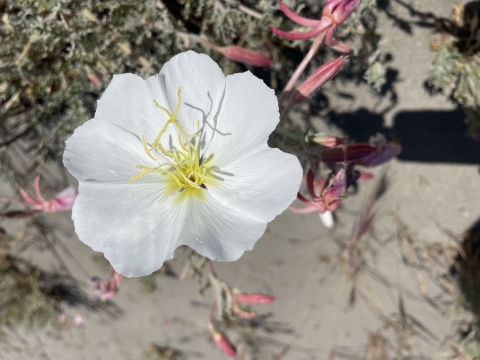 Antioch Dunes Evening-Primrose flower in bloom in the sand at Antioch Dunes National Wildlife Refuge. 