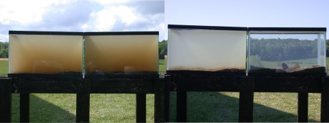 Two aquariums filled with dirty water sit out in a field. Right: Two aquariums in a field. The one on the left has cloudy water and sediment, the one on the right has freshwater mussels and crystal clear water. 