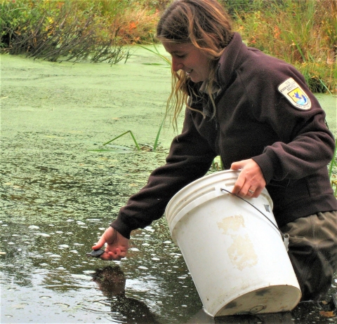 A woman in a U.S. Fish and Wildlife Service uniform wading thigh deep into a marsh to release a baby turtle
