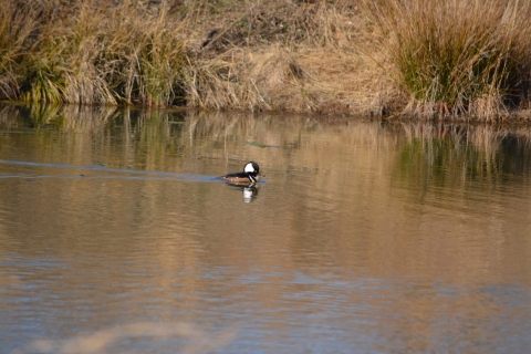 Hooded Merganser in a pond