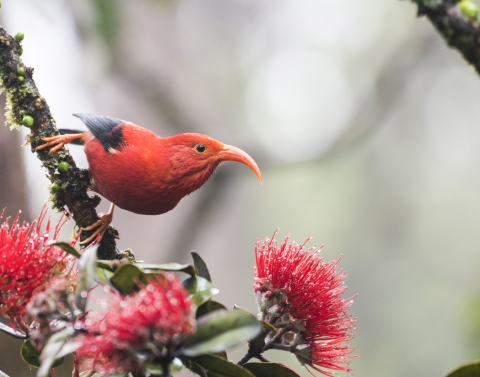 red bird with curved red beak in tree with pink blossoms