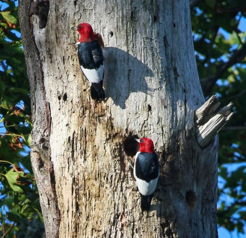 2 red-headed black & white woodpeckers on the side of a tree