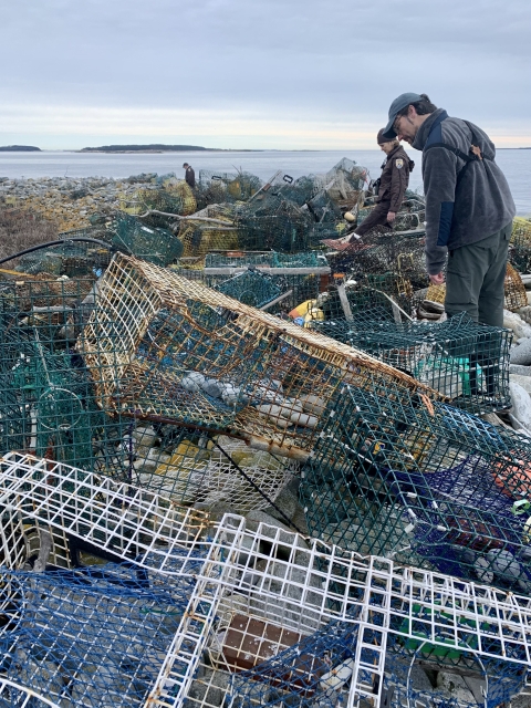 Fish and wildlife staff peer into a mess of abandoned and mangled lobster traps 