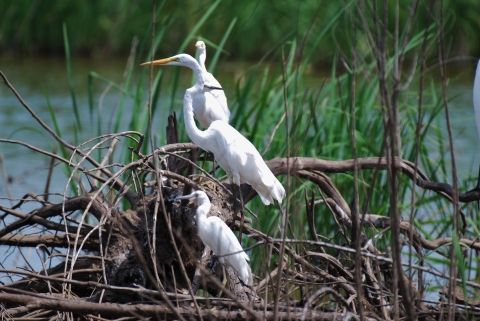 Great egret and snowy egrets standing on woody debris in a swamp.