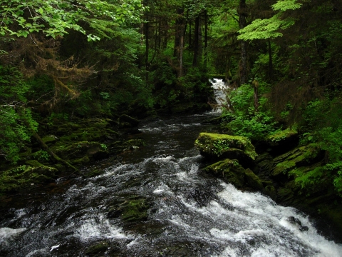 a dark wet forest with a creek running through