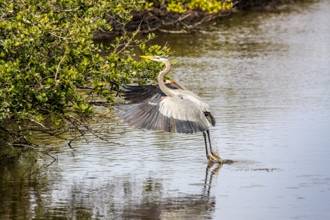 great blue heron takes off or lands in water toward trees