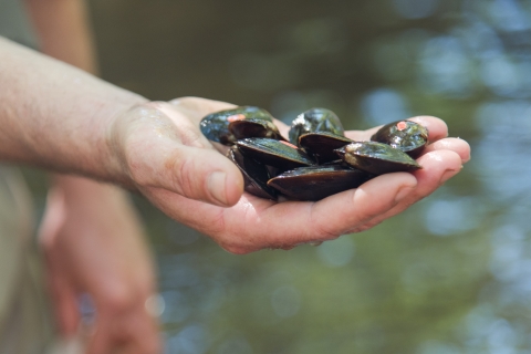 several freshwater mussels in a person's hand