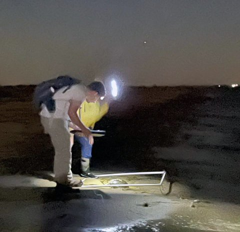 two people wearing headlamps survey a horseshoe crab on the beach at night