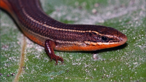 A Florida Keys mole skink shows its head down to its front two tiny feet and lower body. Photographed from above, you can see its brown back with tan lengthwise stripes and glimpse the pinkish-red underbelly.