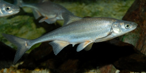 Silver colored fish