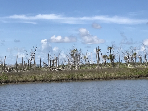 Dying palm trees and colonizing mangroves at Chassahowitzka National Wildlife Refuge