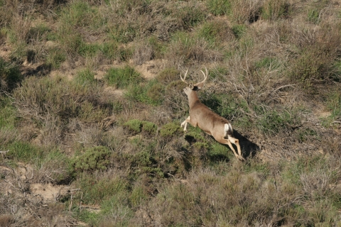 A mule deer with antlers leaps over brush on a vegetated hill side