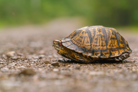 a turtle tucked into its shell on a forest path