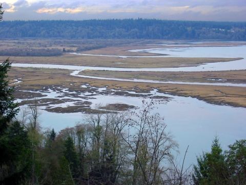 View across mud flats with braided stream channels.