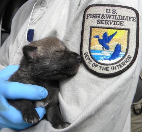 a biologist holding a red wolf pup