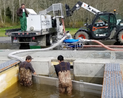 Tribal TERO workers at Makah National Fish Hatchery crowding juvenile coho salmon for transfer into a fish transport truck. 