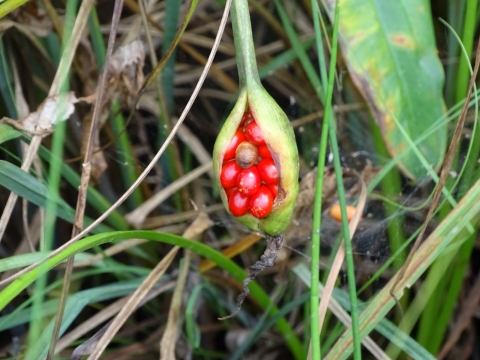 Cluster of bright red berries in a green pod