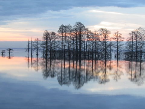 A line of cypress trees reflecting on still water's surface, colored pastel orange and blue from a sunrise 