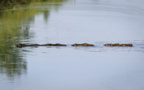 Straight line of 5 raccoons swimming across Pea Island Refuge calm canal