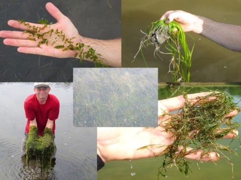 A mosaic of five photos showing different types of aquatic vegetation. At center, dense green vegetation visible just under the surface of the water; bottom left corner shows a person standing in water lifting green vegetation out of the water, completely covering his hands and arms; remaining photos show three kinds of vegetation being held in hands, differing in leaf shape and green color.