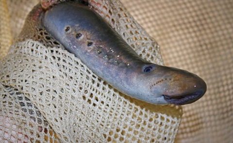 long gray fish that looks like an eel sits in a net