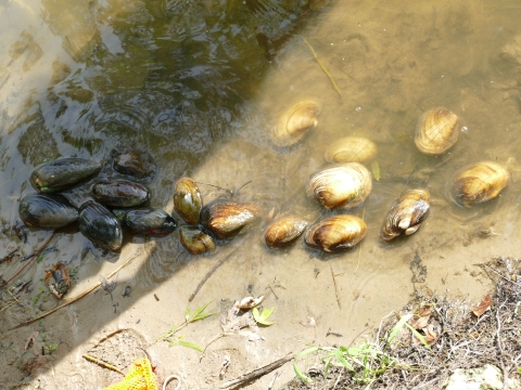 Multiple species of freshwater mussels lined up and submerged in water