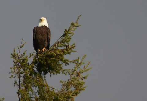 An adult bald eagle sits atop a conifer tree with a flat gray sky behind.