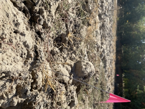 a pink flagging flag pokes into dirt where a dry off season hairy orcutt grass plant is growing