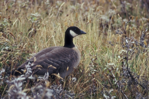 A gray goose with long black neck and white cheeks is grazing in grassland