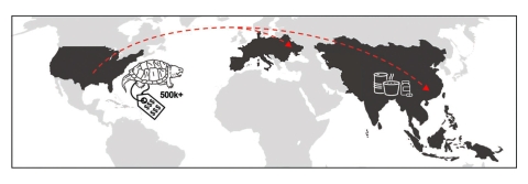 Map showing how the United States, Europe, and Southeast Asia are currently the areas involved in freshwater turtle trade with over 500 thousand turtles being exported to Europe and Southeast Asia as pets, or for medicine and soup purposes.