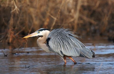 Great Blue Heron wading in the water knee deep and showing it's brilliant blue grey feather colors.