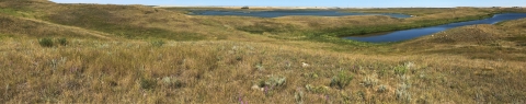 Two wetlands surrounded by grassland.