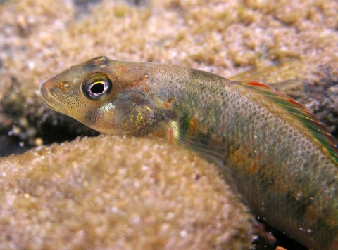 a close up image of a small fish on the stream bottom