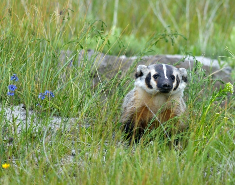 A badger looks on amongst green grass and blue wildflowers.
