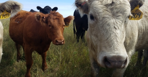 Cattle grazing at a USFWS refuge