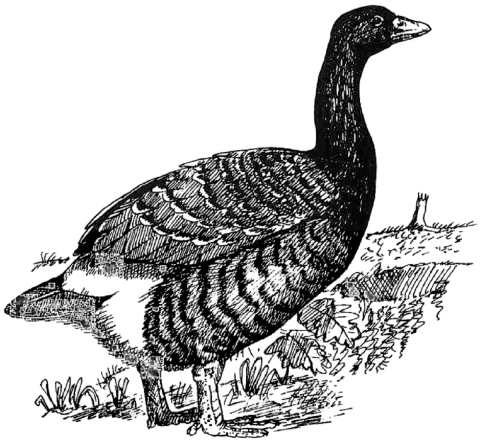 A black and white rendering of a very large goose. It has a dark colored neck and striped feathers. Leaves are on the ground and there is what appears to be a tree stump in the background. 