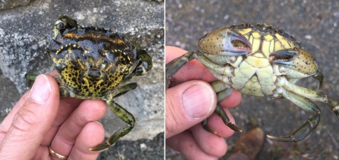 Images of invasive European green crabs. Top view on the left and underside view on the right.