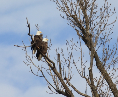 Eagles on Eagle Tour at Reelfoot NWR