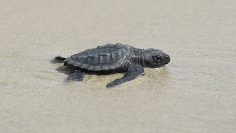 small black sea turtle hatchling resting on sand