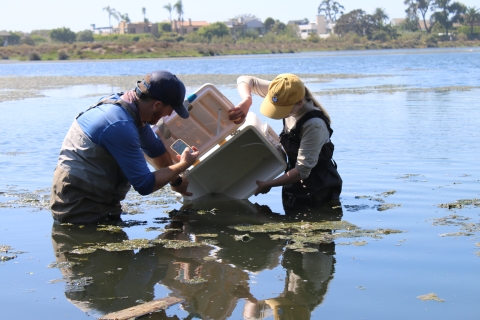 Two biologists standing in knee deep water dumping small fish out of a cooler into a lagoon