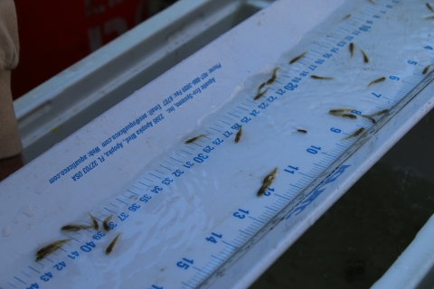 Small fish being measured on a fish measuring board