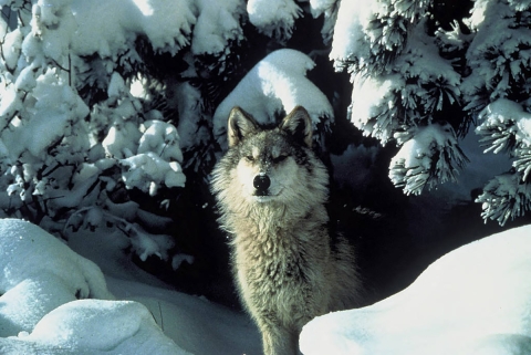A wolf peers out from a snow covered shelter.