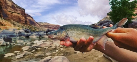A fish with a dorsal hump is held out of water with a river canyon scene in the background. 