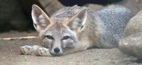 A fox rests its head on its front paws while looking into the camera.