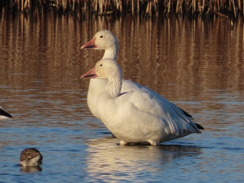Two white snow geese standing in blue water