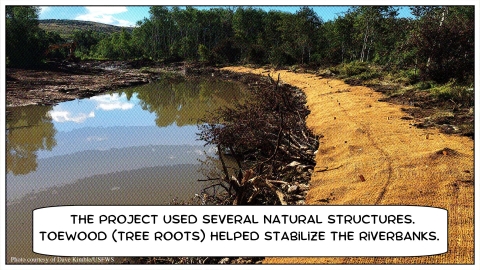 Cartoon graphic of riverbanks covered in a tarp with tree roots sticking out into the river and text bubble with "The project used several natural structures. Toewood (tree roots) helped stabilize the riverbanks."